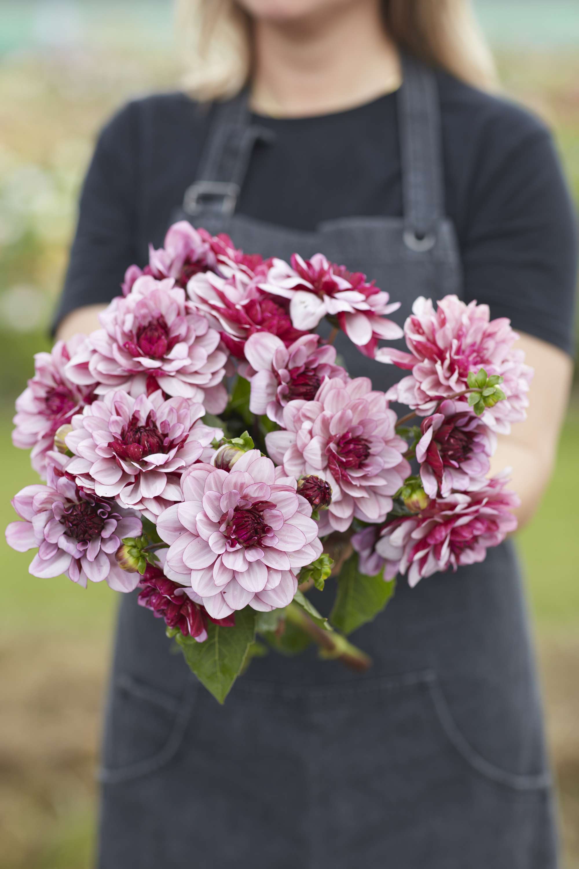 Dahlia 'Creme de Cassis'